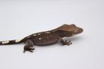 Wimpergekko Axanthic/Crested Gecko/Correlophus Ciliatus, Dieren en Toebehoren, Hagedis, Tam, 0 tot 2 jaar