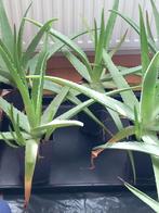 Alöe Vera plant, Huis en Inrichting, Kamerplanten, Ophalen, Overige soorten, In pot, Minder dan 100 cm