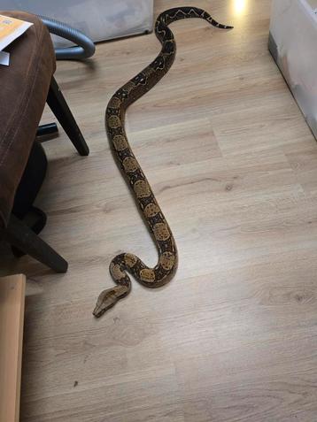 Mooi volwassen koppel poss albino en poss leopard  beschikbaar voor biedingen