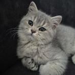 Britse korthaar ras kittens met stamboom, Dieren en Toebehoren, Katten en Kittens | Overige Katten, Meerdere dieren, Kortharig
