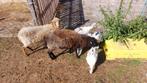 Ouessant ooien, Dieren en Toebehoren, Schapen, Geiten en Varkens, Vrouwelijk, Schaap
