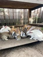 Babykonijntjes gratis af te halen!!, Dieren en Toebehoren, Konijnen, Meerdere dieren, Middelgroot, 0 tot 2 jaar