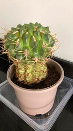 GROTE CACTUS, Huis en Inrichting, Ophalen of Verzenden, Cactus, Minder dan 100 cm, Volle zon