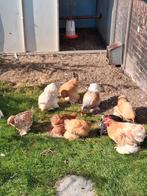 Cochin kriel kippen, Dieren en Toebehoren, Pluimvee, Meerdere dieren, Kip