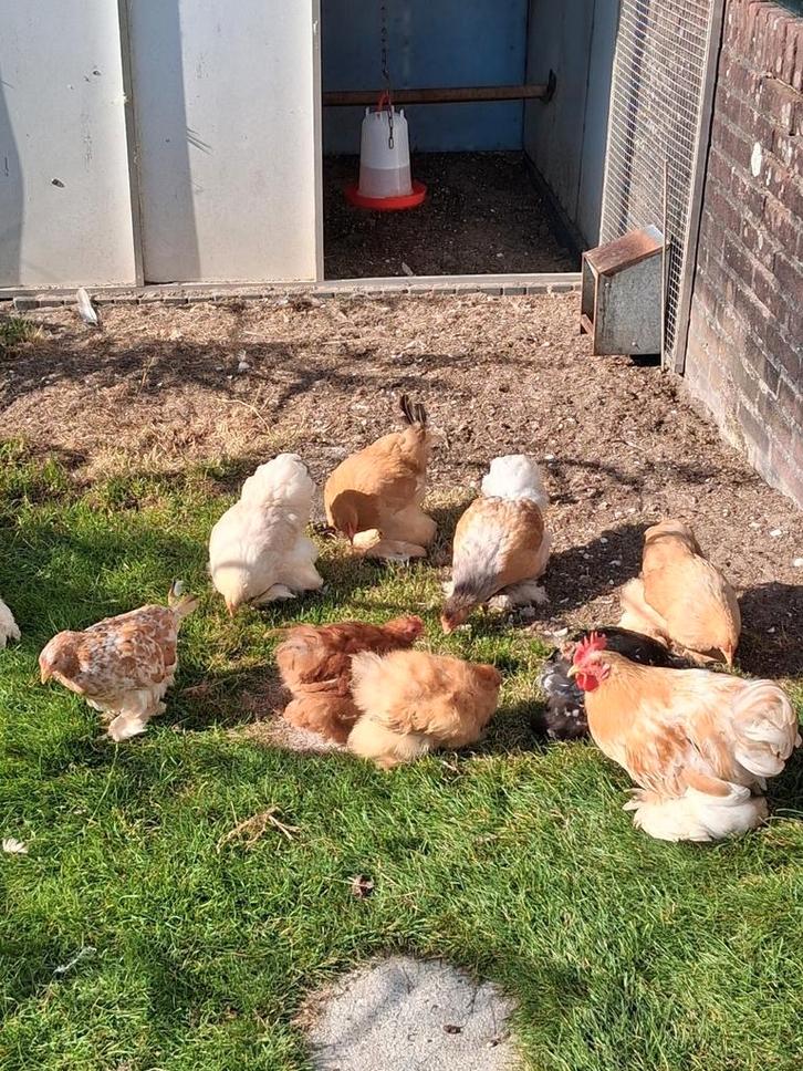 Cochin kriel kippen, Dieren en Toebehoren, Pluimvee, Kip, Meerdere dieren