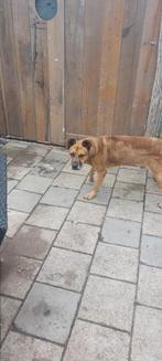 Goed huisje gezocht, Reu, Groot, Eén hond, 3 tot 5 jaar