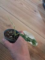 alocasia frydek variegata 1, Ophalen of Verzenden, Overige soorten, Minder dan 100 cm