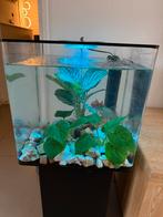 Biorb aquarium , incl vissen en accesoires om af te wisselen, Dieren en Toebehoren, Vissen | Aquaria en Toebehoren, Ophalen of Verzenden