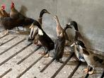 Loopeenden volwassen en aan de leg, Meerdere dieren, Eend
