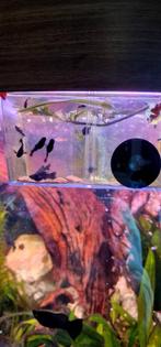 vissen kersenbuiken en black mollies, Dieren en Toebehoren, Vissen | Aquariumvissen, Vis, Zoetwatervis