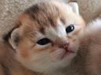 Britse korthaar kitten. Nog 1 prachtig en super lief poesje!, Dieren en Toebehoren, Katten en Kittens | Raskatten | Korthaar, Meerdere dieren