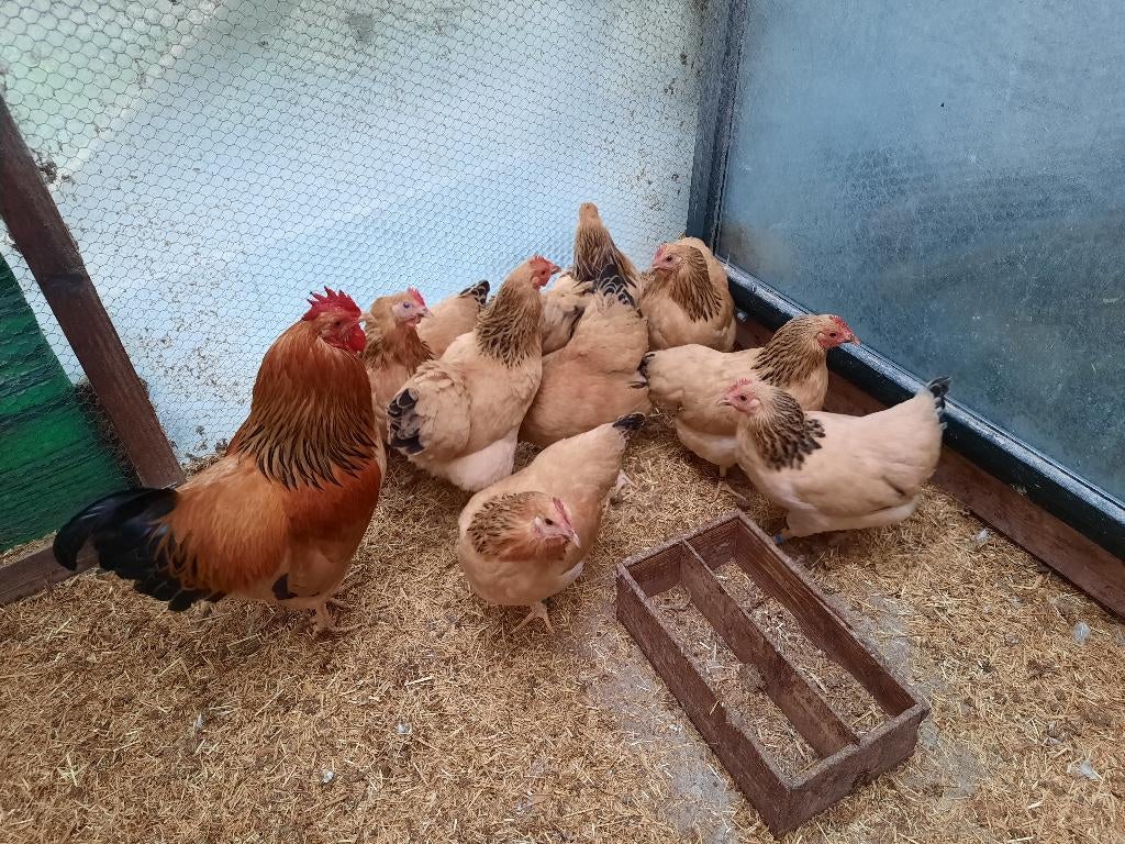 broedeieren van buff zwart columbia Plymouth Rock krielen., Dieren en Toebehoren, Geslacht onbekend, Kip