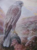 Antieke Kaart met Roofvogel / Vogel - Blauwe Kiekendief, Verzenden, Voor 1920, Ongelopen, Overige thema's