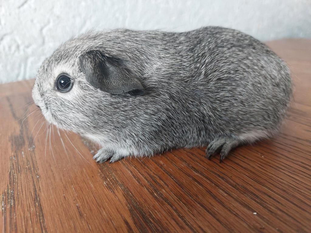 Verschillende cavia beren, Dieren en Toebehoren, Knaagdieren, Mannelijk, Cavia, Maart, Tam
