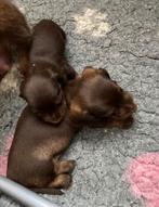 Kaninchen ruwhaar teckel reutje met FCI stamboom, Kaninchen, Parvo, Reu, 8 tot 15 weken