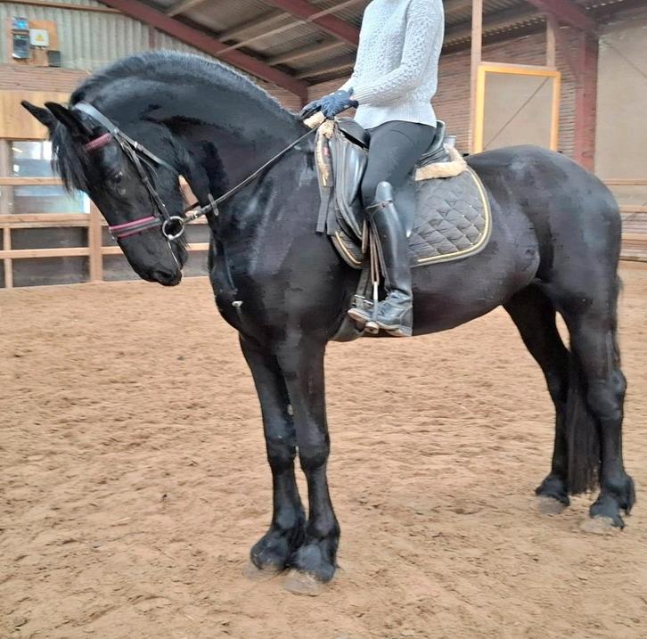Brave makkelijk te rijden 3 jr Friese ruin 1,68 mtr v Faust, Dieren en Toebehoren, Paarden, Ruin, Zadelmak, 165 tot 170 cm, 3 tot 6 jaar