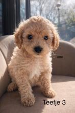 Maltipoo pups, Overige rassen, 8 tot 15 weken, Parvo, Meerdere