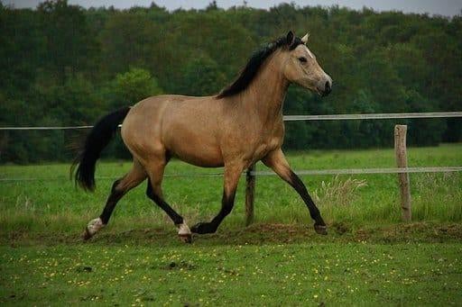 Droompony Valk D-pony merrie 8 jaar v Cassanova du Bois, Dieren en Toebehoren, Pony's, Merrie, Dressuurpony, 7 tot 10 jaar, D pony (1.37m tot 1.48m)