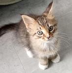 Laatste Maine Coon kitten te koop, Poes, Ontwormd, 0 tot 2 jaar