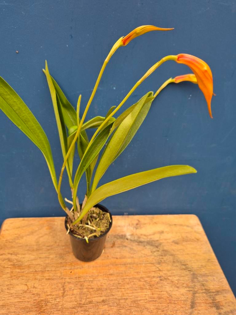Orchidee Masdevallia Oranje p6 (6), Huis en Inrichting, Kamerplanten, Ophalen of Verzenden, Halfschaduw, Minder dan 100 cm
