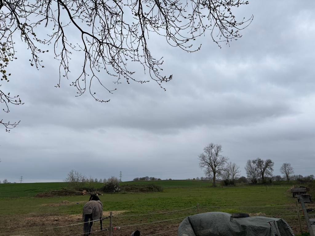 Weiland gezocht, Dieren en Toebehoren, Stalling en Weidegang