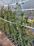 Hedera hibernica (klimop), Tuin en Terras, Planten | Tuinplanten, Ophalen, Vaste plant, Bloeit niet, Halfschaduw