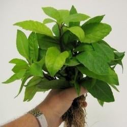 Gezocht: stekjes van Daun Dewa ( plantje van God), Huis en Inrichting, Kamerplanten, Ophalen, Overige soorten, Halfschaduw, Minder dan 100 cm