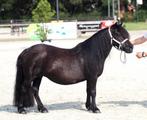 Shetlandpony merrie 1e premie, familiepony, Merrie, A pony (tot 1.17m)