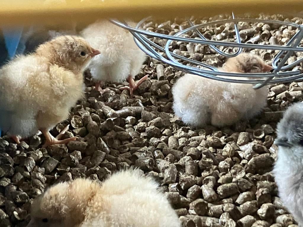 Orpington buff groot kippen kuikens, Geslacht onbekend, Kip