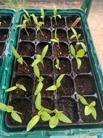 Paprika plantjes  uit eigen kweek (biologisch), Ophalen, Eenjarig, Overige soorten, Volle zon