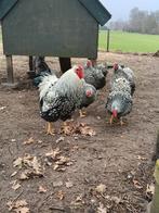 Broedeieren Wyandotte groot Zilver-zwartgezoomd, Dieren en Toebehoren, Pluimvee, Geslacht onbekend, Kip