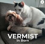 Kater Minous VERMIST in Born, Dieren en Toebehoren, Vermiste en Gevonden Dieren, Kat