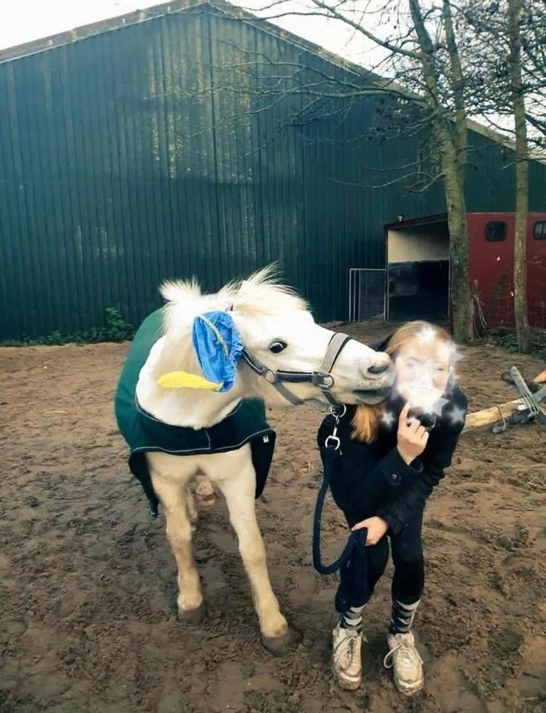 Verzorgers aangeboden/bijrijdpaard gezocht, Ophalen of Verzenden