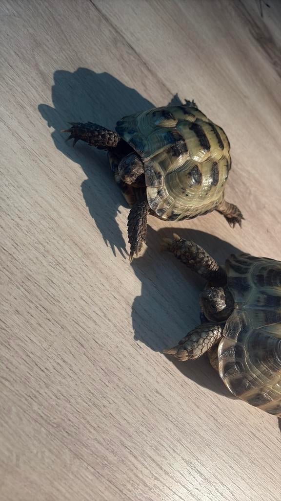 Ervaren schildpaddenopvang, Schildpad