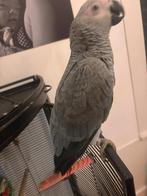 Tamme Grijze roodstaart 8 maanden oud., Dieren en Toebehoren, Vrouwelijk, Papegaai