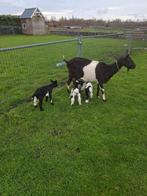 Te koop, grote melkgeiten, Dieren en Toebehoren, Schapen, Geiten en Varkens, Meerdere dieren, Geit