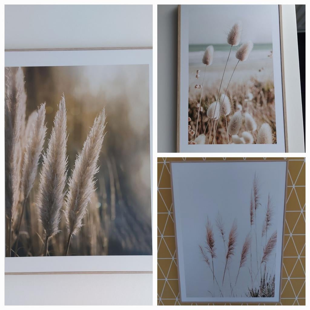 Set van 3 Reinders - Pampasgras en Konijnenstaart, Ophalen, 50 tot 75 cm, Nieuw, Print