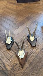 Gewei 3 stuks, Ophalen