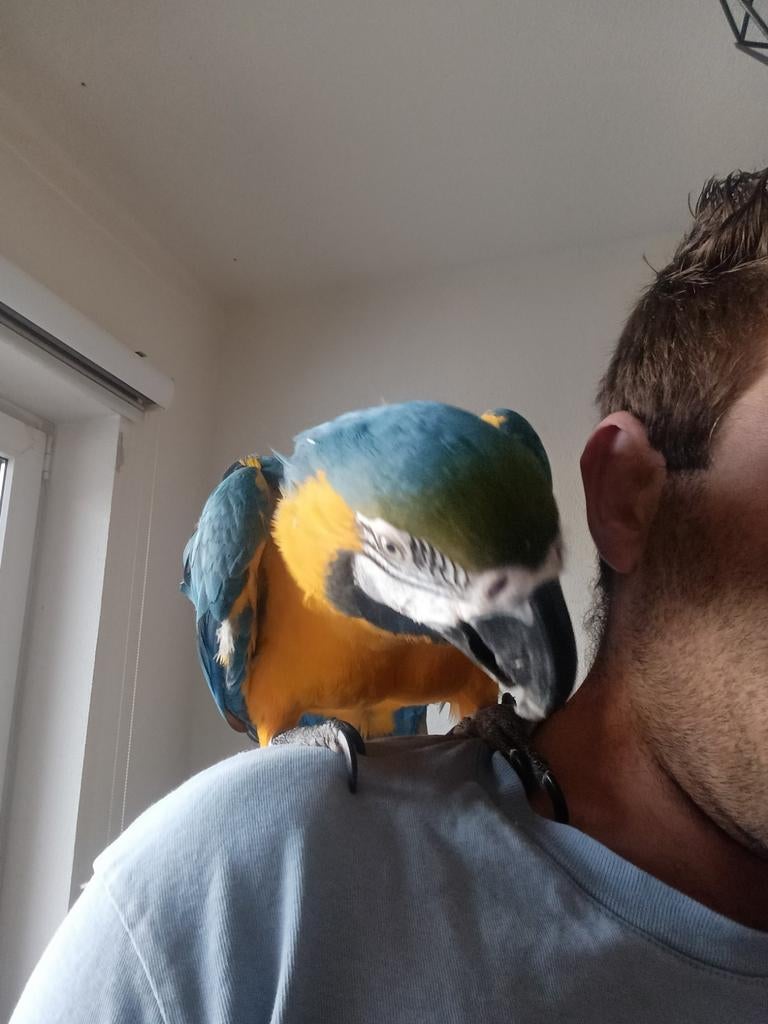 Lieve Ara van bijna 6 jaar oud, Dieren en Toebehoren, Vogels | Parkieten en Papegaaien, Vrouwelijk, Papegaai