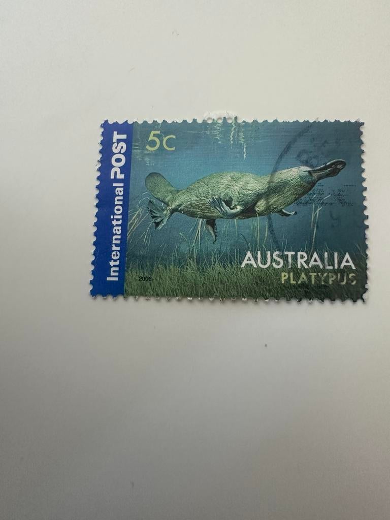 Australie Platypus, Ophalen of Verzenden