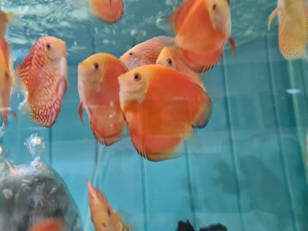 Red Melon Discus, Symphysodon Discus Red Melon, Vis, Zoetwatervis