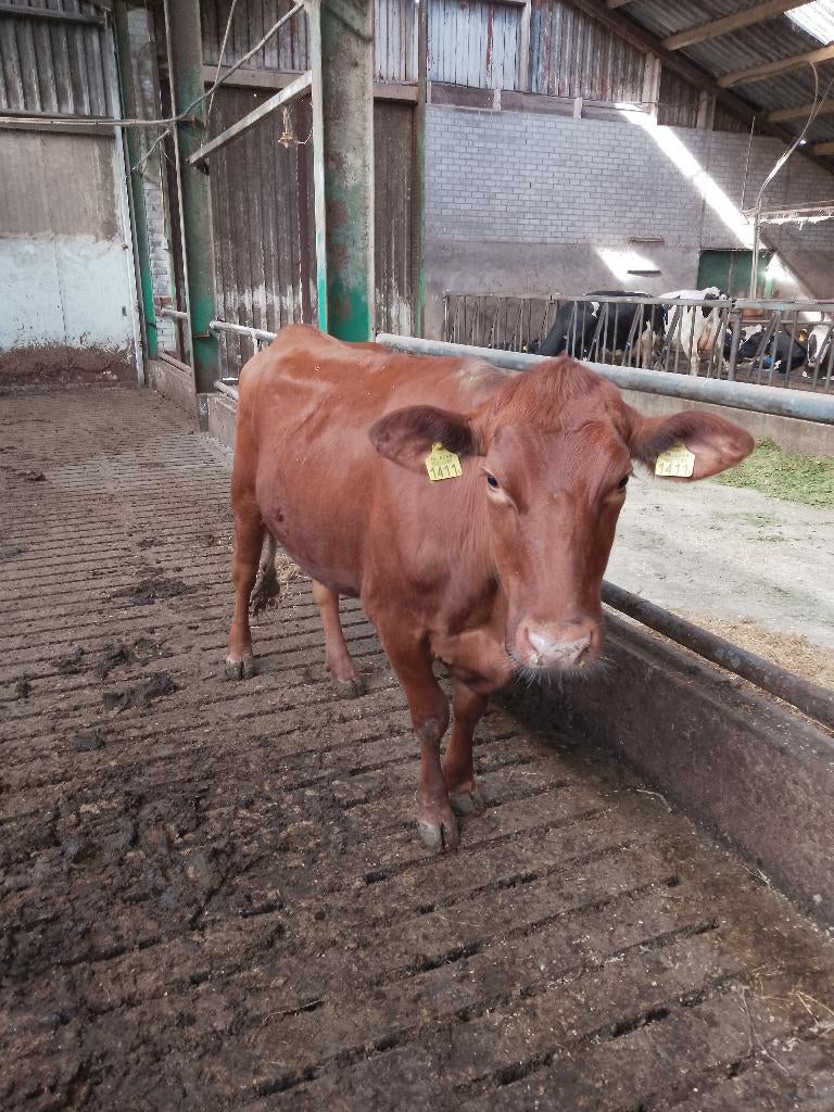 Red Angus, Dieren en Toebehoren, Vrouwelijk, 3 tot 6 jaar