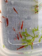 Rode garnalen oe, Ophalen of Verzenden, Zo goed als nieuw, Overige typen