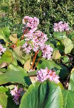Schoenlappersplant, Tuin en Terras, Ophalen, Volle zon