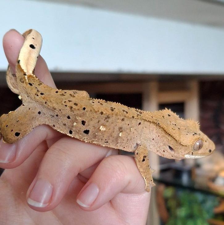 Tijdelijk korting! Dalmatian wimpergekko/crested gecko man Crested Gecko - male for sale from Lotus' Creatures