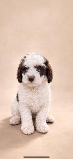 Maltipoo pups, 8 tot 15 weken, Parvo, Meerdere, Nederland