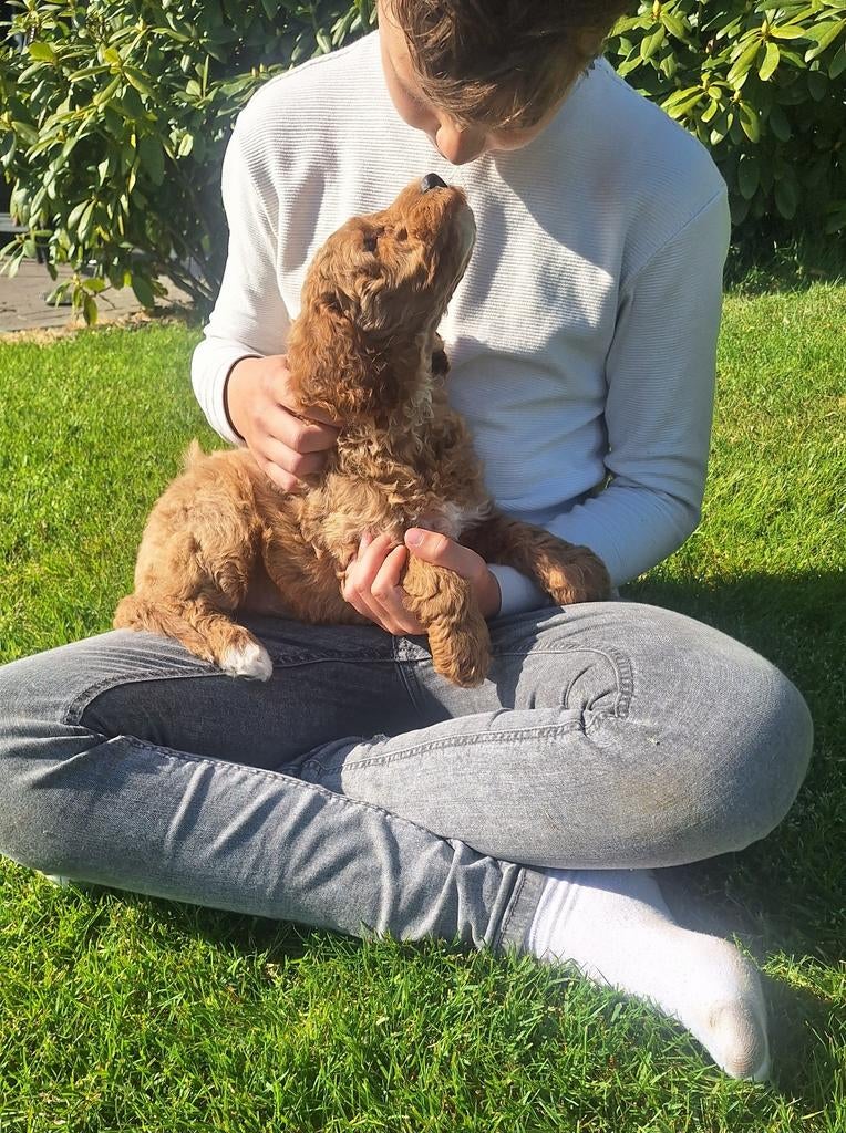 Australian labradoodle pups!! Medium, Dieren en Toebehoren, Nederland, Overige rassen, Meerdere, Meerdere dieren