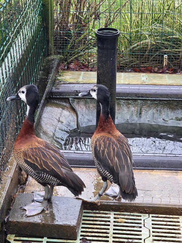 Eenden, Meerdere dieren, Eend