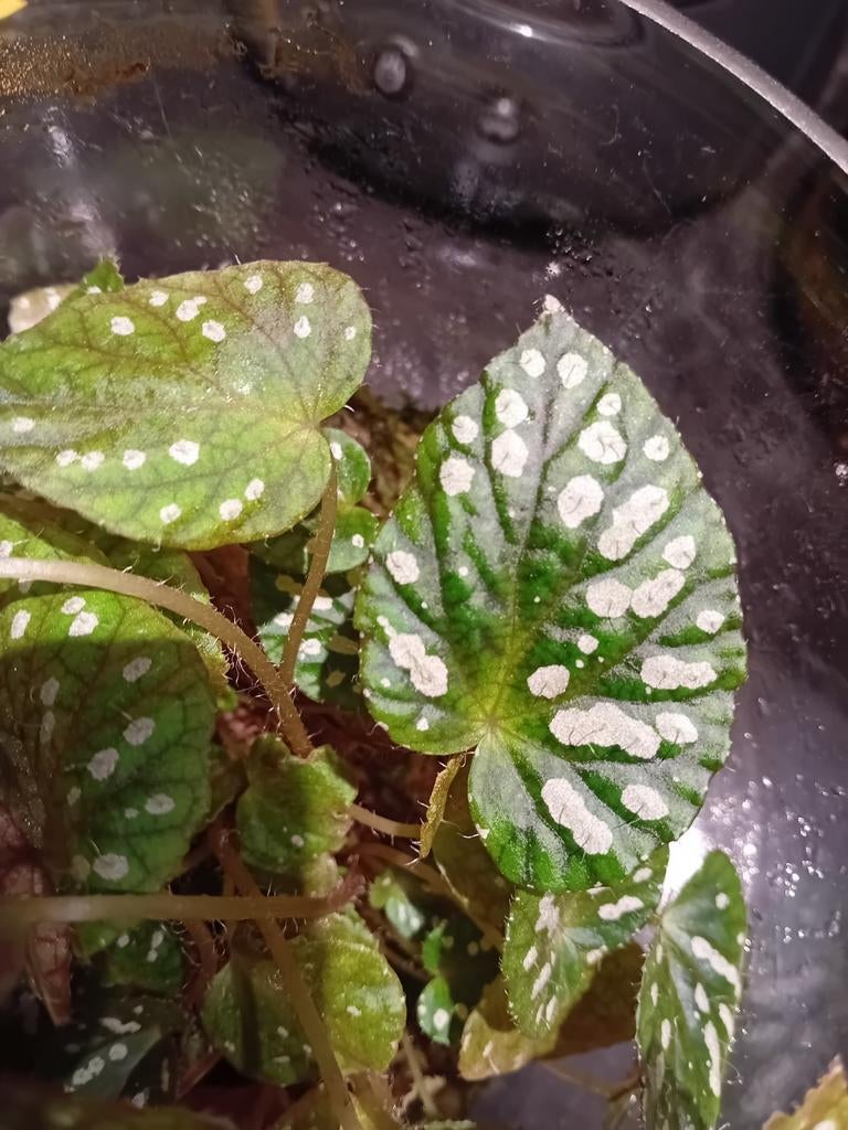 Begonia China blad stekje, Ophalen of Verzenden, Halfschaduw, Minder dan 100 cm