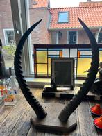 Antilope gazelle waterbok ? Taxidermia, Ophalen of Verzenden, Zo goed als nieuw